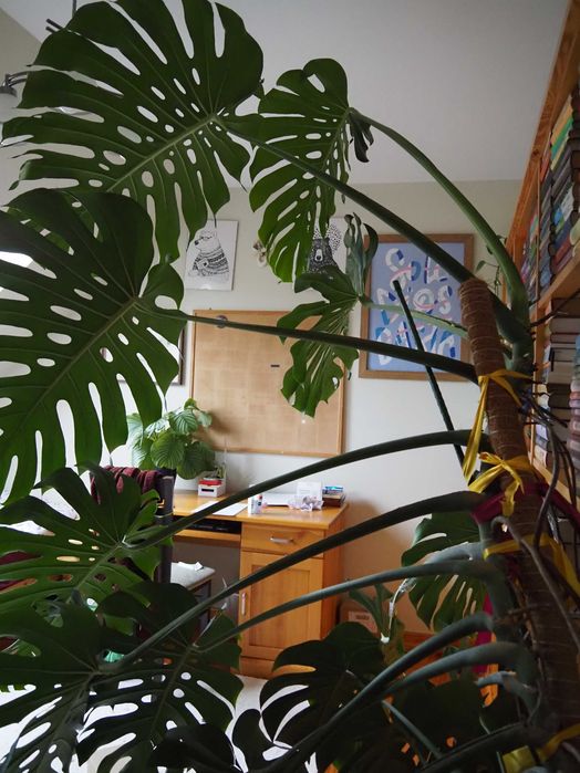 Duża Piękna Monstera 140cm – Donica i Palik GRATIS