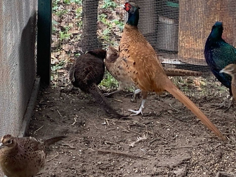 Фазани мисливські та румуни