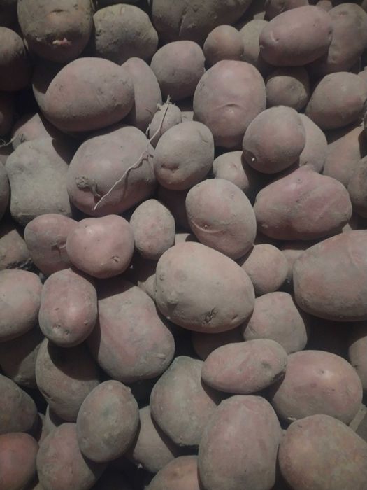 Ziemniaki eko Ignacy i Lawenda