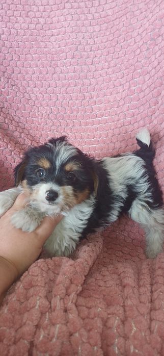 Biewer fêmea miniatura