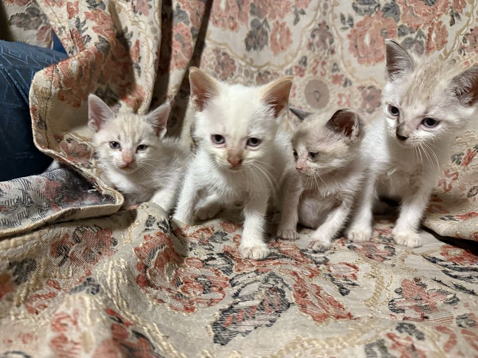 Gatinhos bebés para adoção