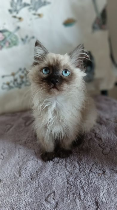 Невська маскарадна дівчинка 2,5 міс