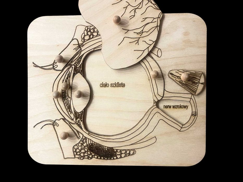Drewniane puzzle - budowa Oka - pomoc Montessori