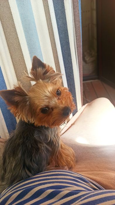 Мини Йорик ищет себе невесту