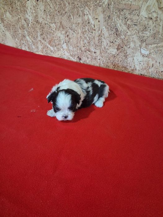 Shih tzu ( macho)