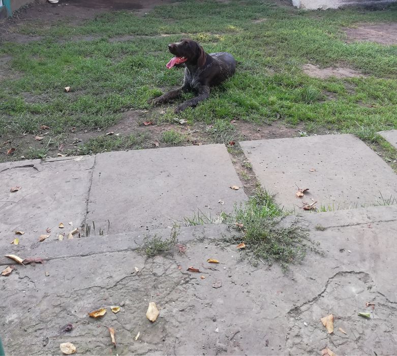 Дратхаар в‘язка.