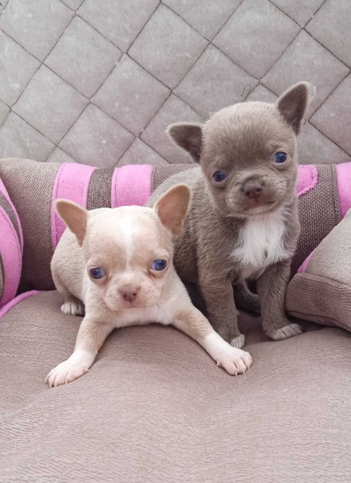 Мальчики чихуа, документы