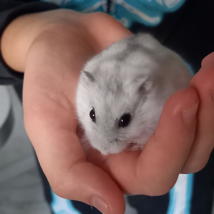 Джунгарский хомячекДжунгарик Красотка