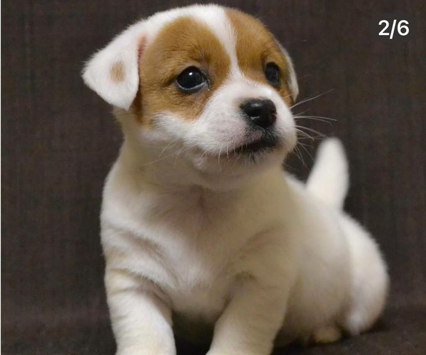 Джек Рассел чистокровные