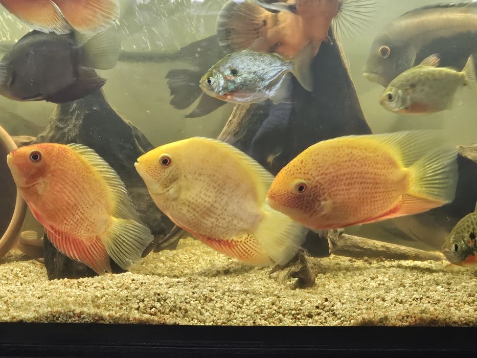 Severum red gold