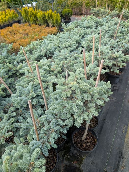 Ялина колюча Glauca Globosa - 1250грн