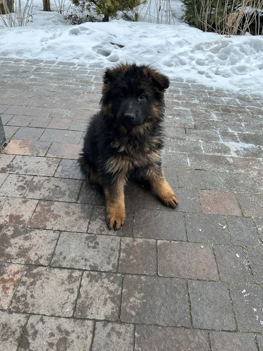 Suczka rasy Owczarek Niemiecki