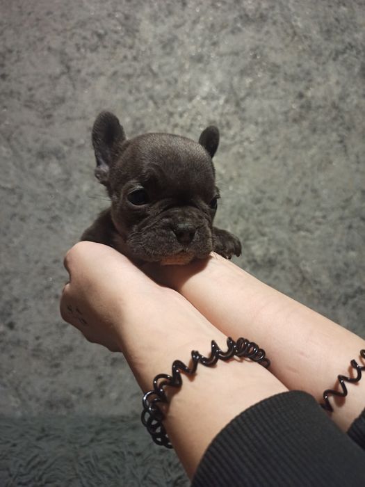 Продам щенков французский бульдог чистокровный