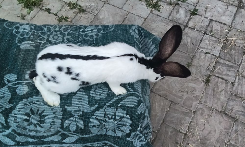 Кролики породи Строкачі самець ціна 300 гр місяць вік 3, 5 місяців