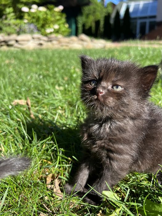 Кошенята що приносять щастя . Віддаю в хороші руки