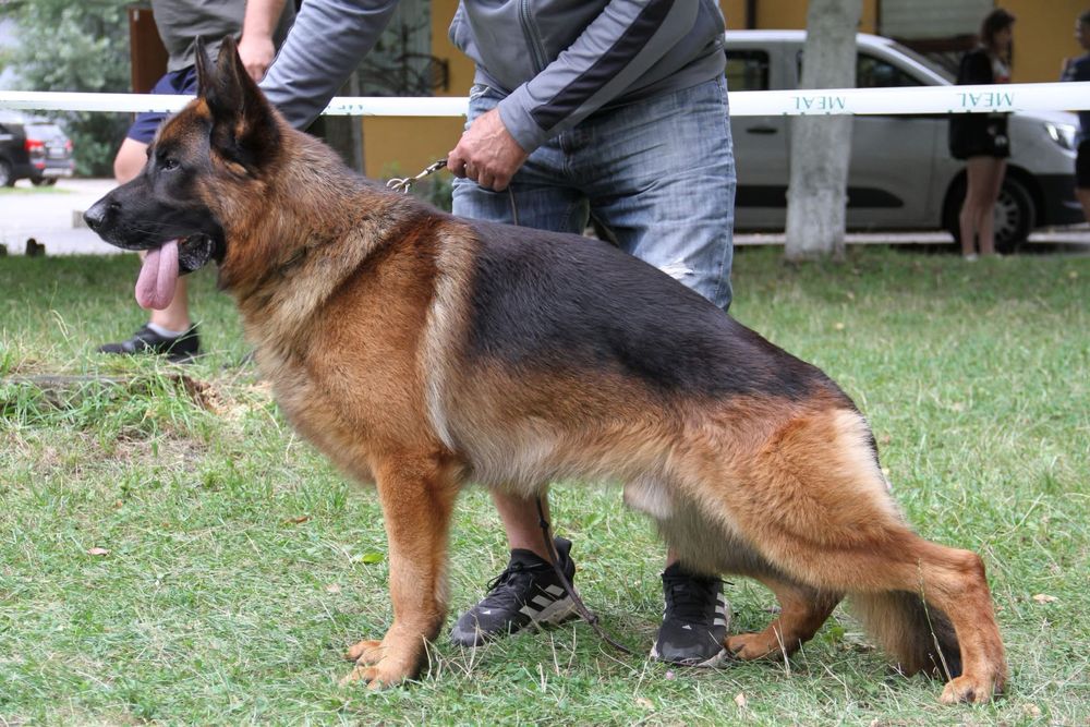 Топовий кобель для вязки , німецька вівчарка кобель