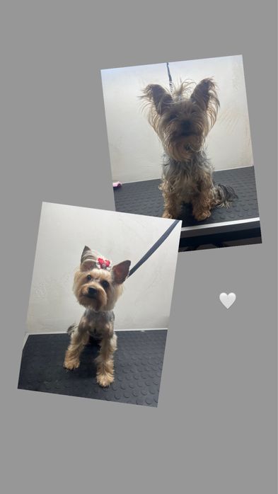 Груминг с заботой и любовью. Стрижка собак