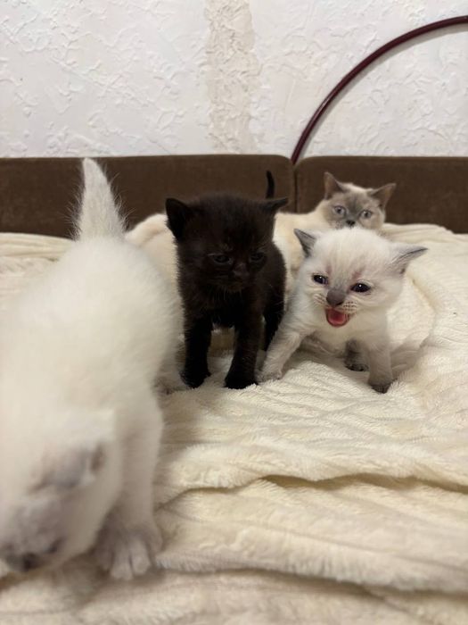 Шотландські котята