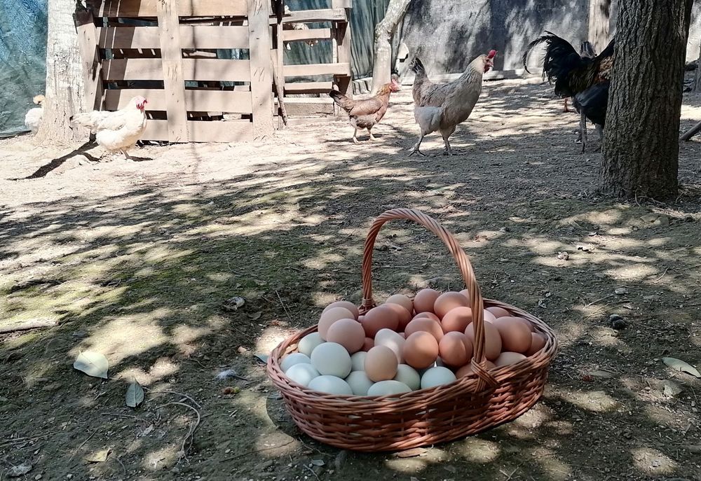 Ovos caseiros e frescos