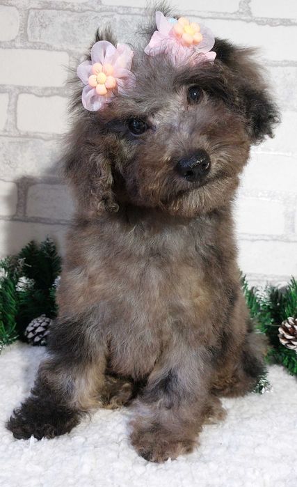 мраморная (Мерле) Девочка пудель