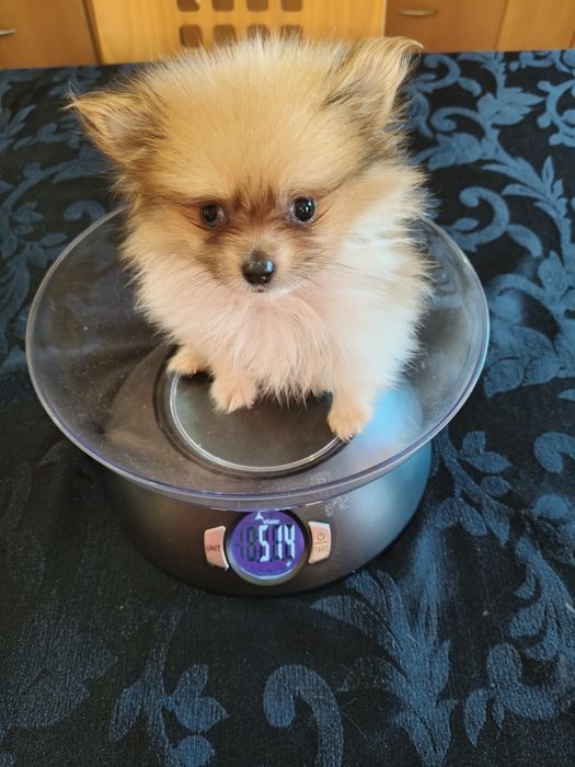 Spitz alemão menino mini