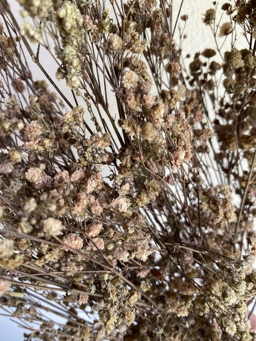 Гіпсофіла стабілізована темна пудра