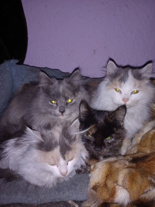 3 дівчинки стерилізовані, відаєм у добрі руки