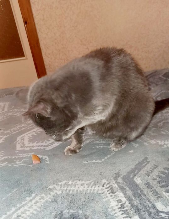 Кішечка стерелізована безкоштовно в добрі ручки