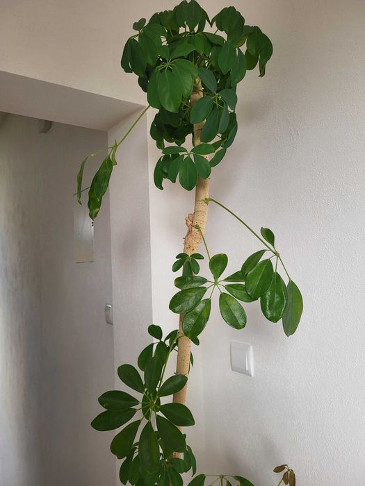 Kwiat doniczkowy szeflera