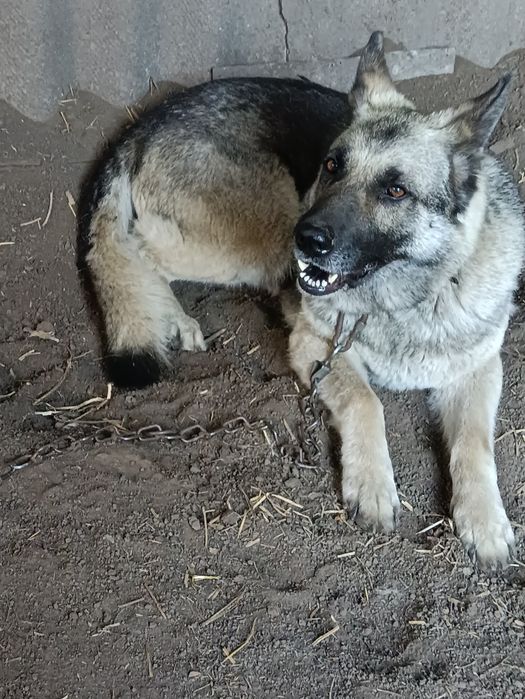 Віддам в добрі руки східно- європейську вівчарку