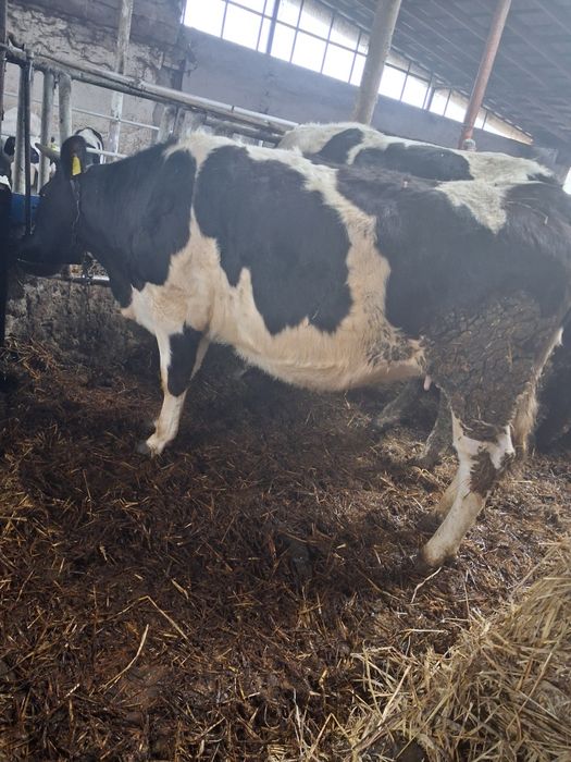 Jałówka wysokocielna