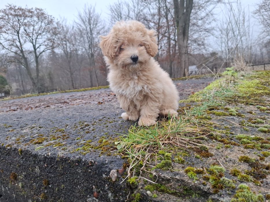 maltipoo suczka gotowa
