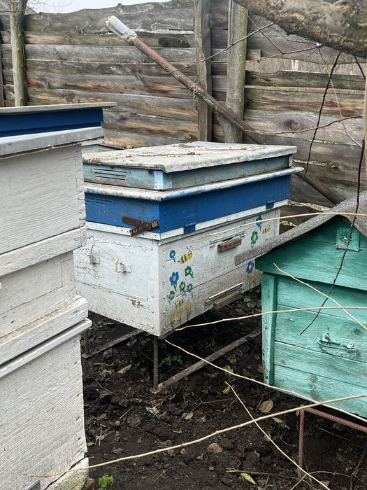 вулики без бджіл