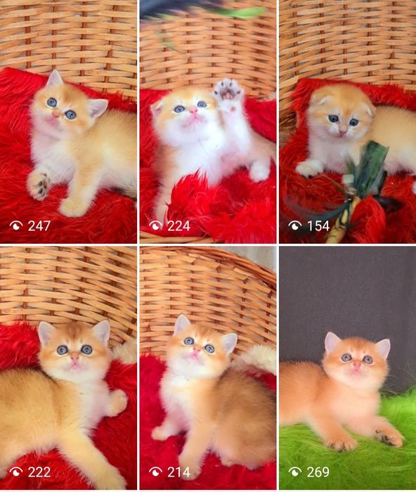 Золота шиншила Дівчинка та Хлопчики