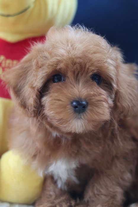 Samiec cavapoo f1b