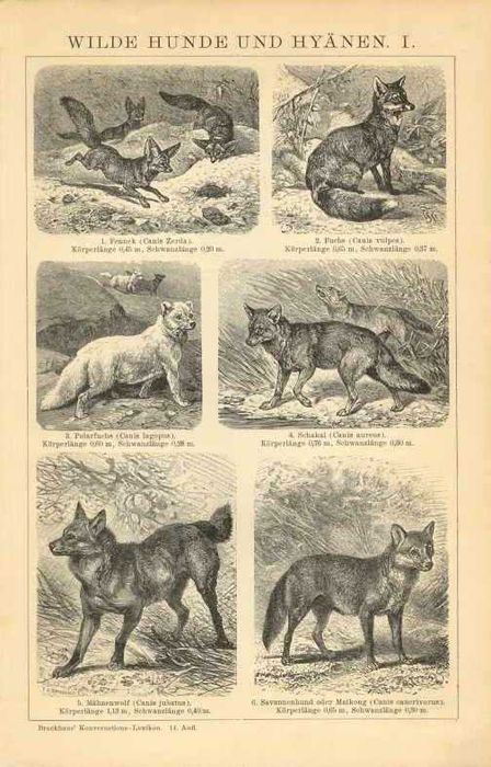 Zwierzęta II  oryginalna XIX w. grafika