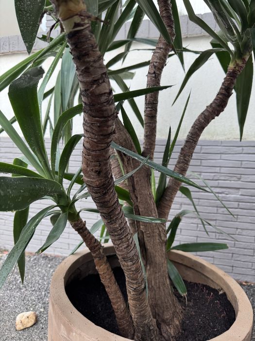 Yuca-gigante em vaso