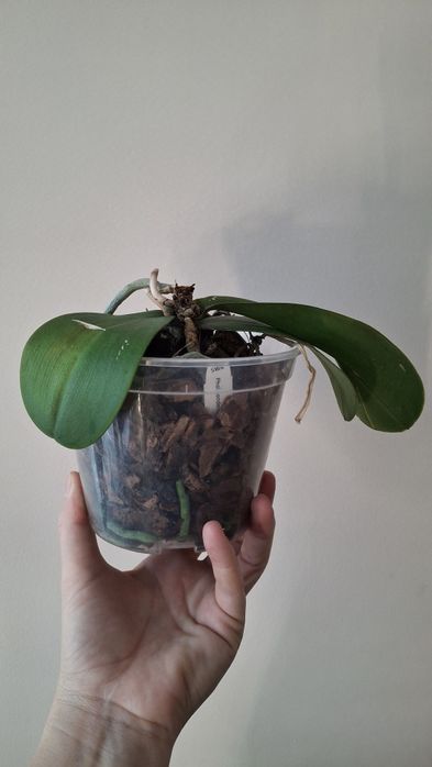 Орхідея SWR sanderiana x sib