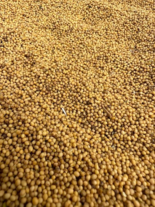 Gorczyca ładna czyszczona brutto