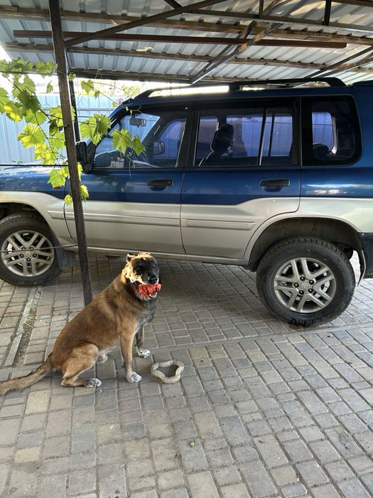 Mitsubishi pajero pinin