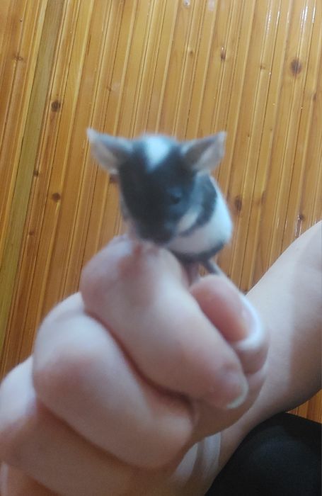 Myszki młode kolorowe