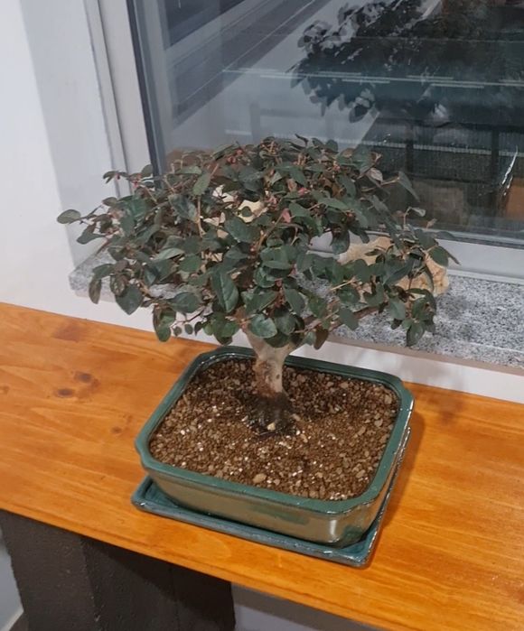 Bonsai Loropetalum