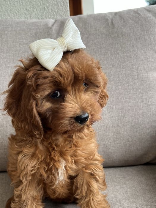 Cudowna suczka cavapoo gotowa do odbioru