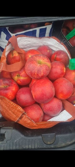 Jablka z ekologicznego sadu bez oprysku