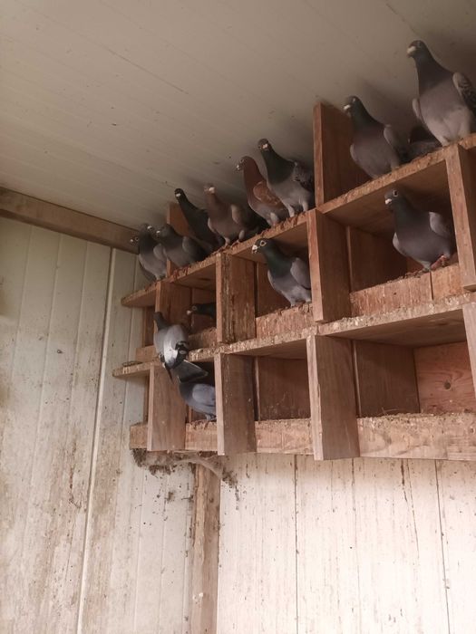 Vendo varias qualidades de pombas