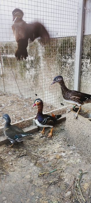 Patos mandarins de 2026