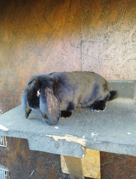 Króliki barany fraczunskie