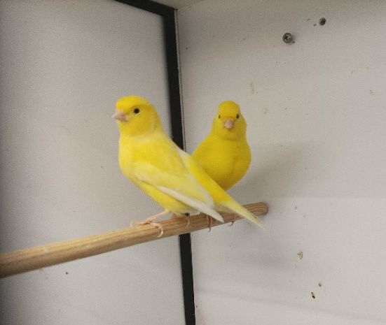 Canários Amarelos Intensos e Nevados