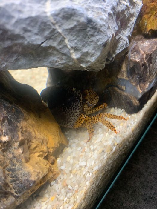 Krab pantera sprzedam albo zamienię