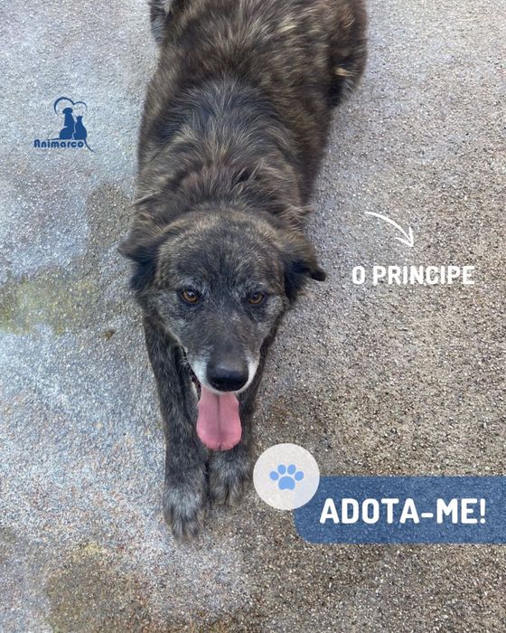 Principe - cao porte medio para adoção